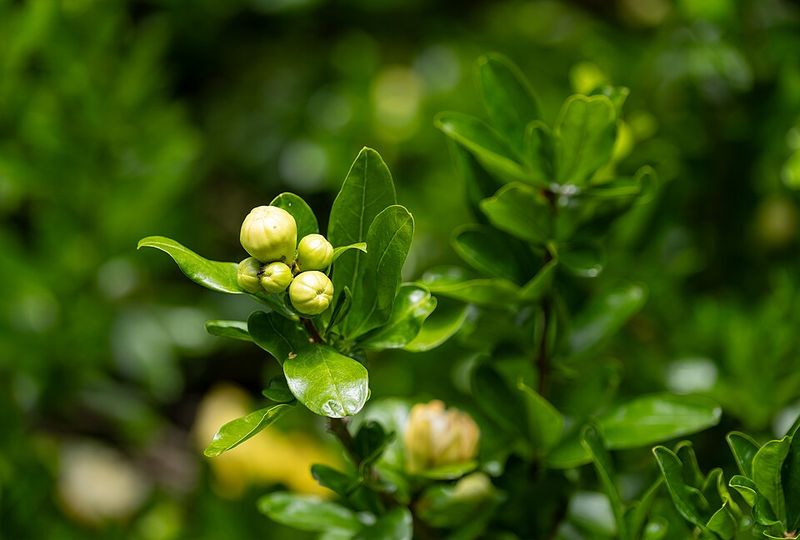 Southern Magnolia (Dwarf Varieties)