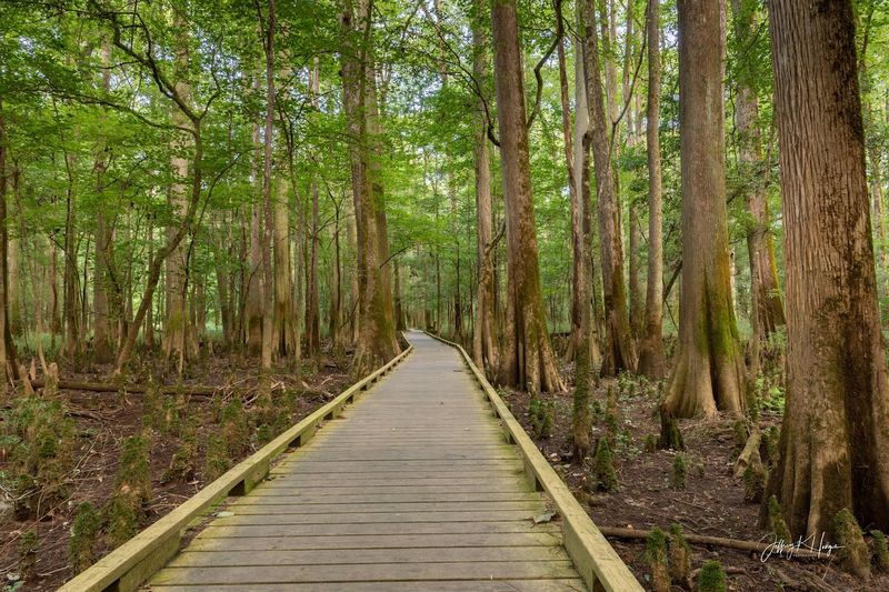 Congaree National Park, South Carolina