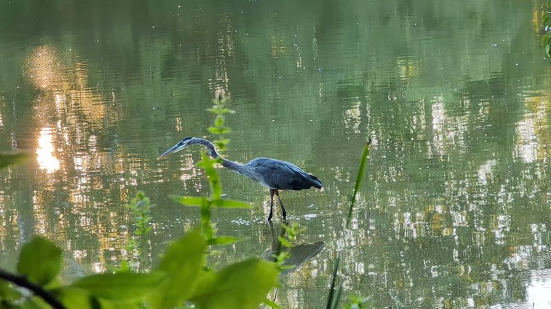 Wildlife, Nature, and What Lives Along the Water's Edge