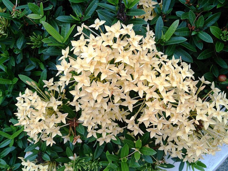 Dwarf Ixora