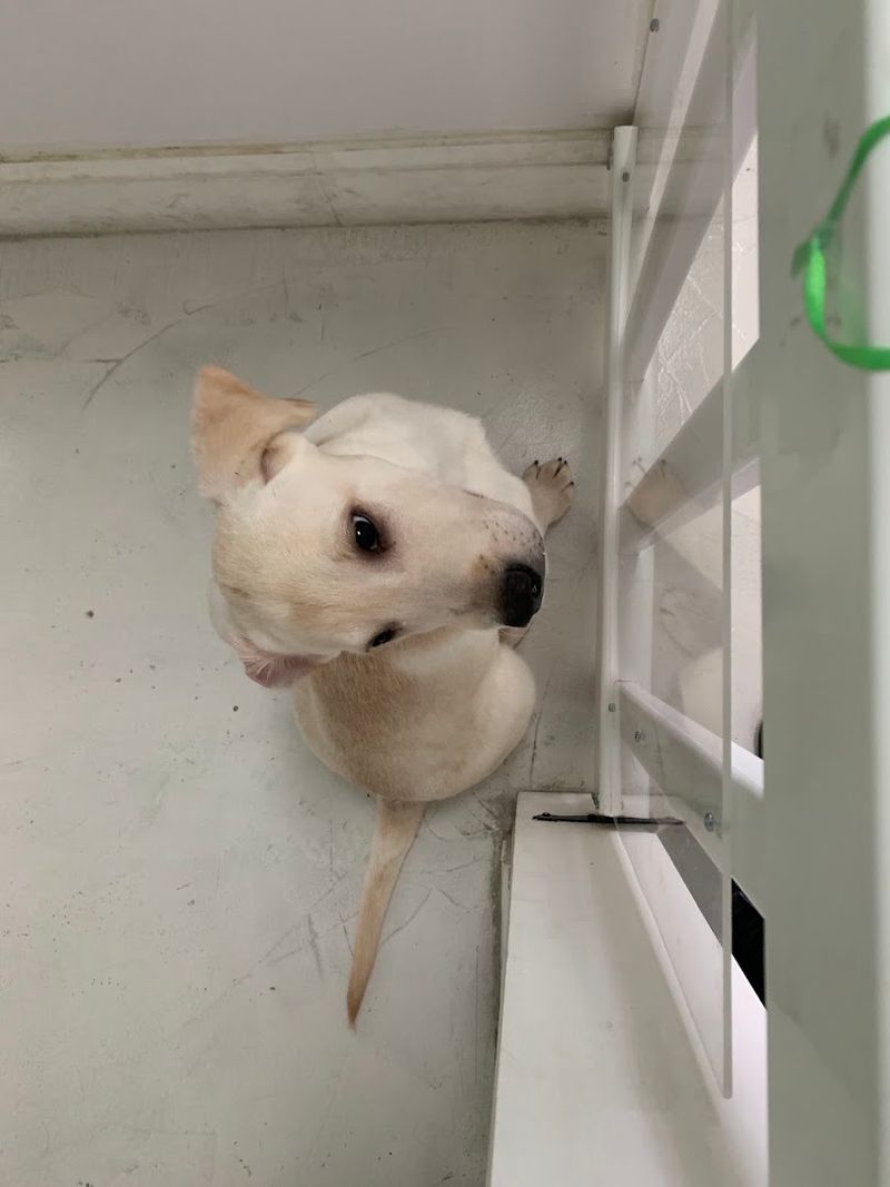 The Role of Licensed Breeders