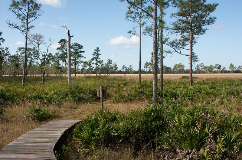 Three Lakes Wildlife Management Area (Osceola County)