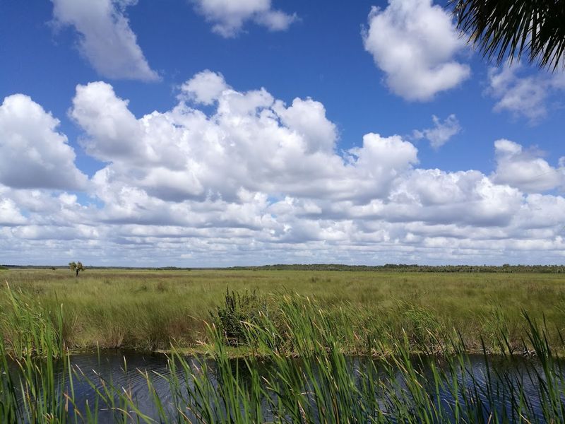 Where the Wild Things Actually Are