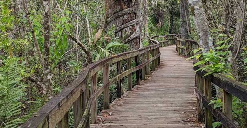 Deep in South Florida, This Wild Preserve Feels Like a Journey Into the Unknown