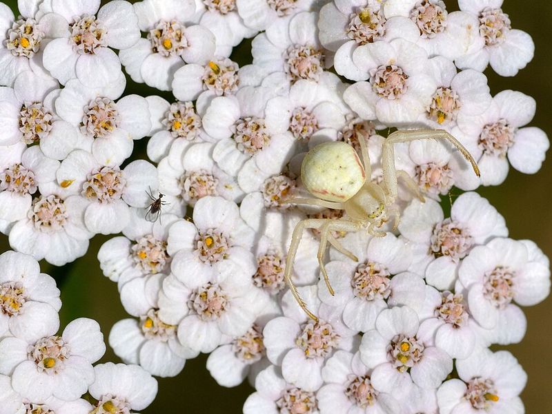 Yarrow (Achillea millefolium)
