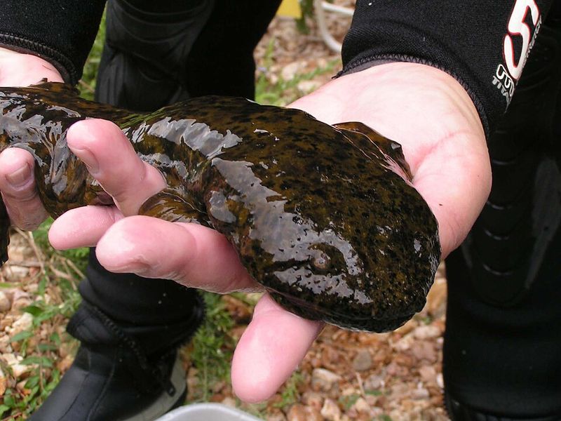 Ozark Hellbender (Cryptobranchus alleganiensis bishopi)