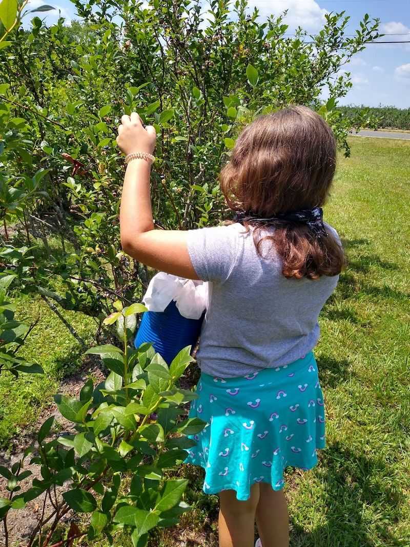 Pick-Your-Own Farms That Welcome the Public