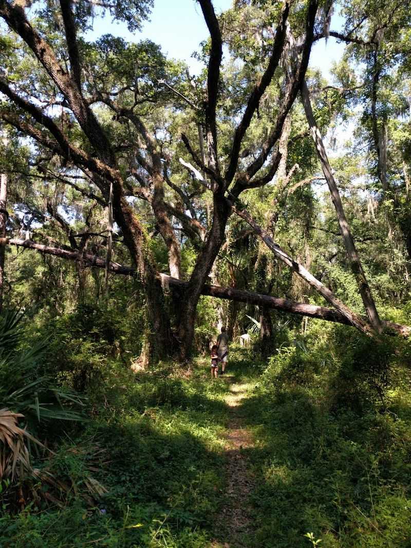 Citrus Tract – Holder Mine Area (Withlacoochee State Forest)