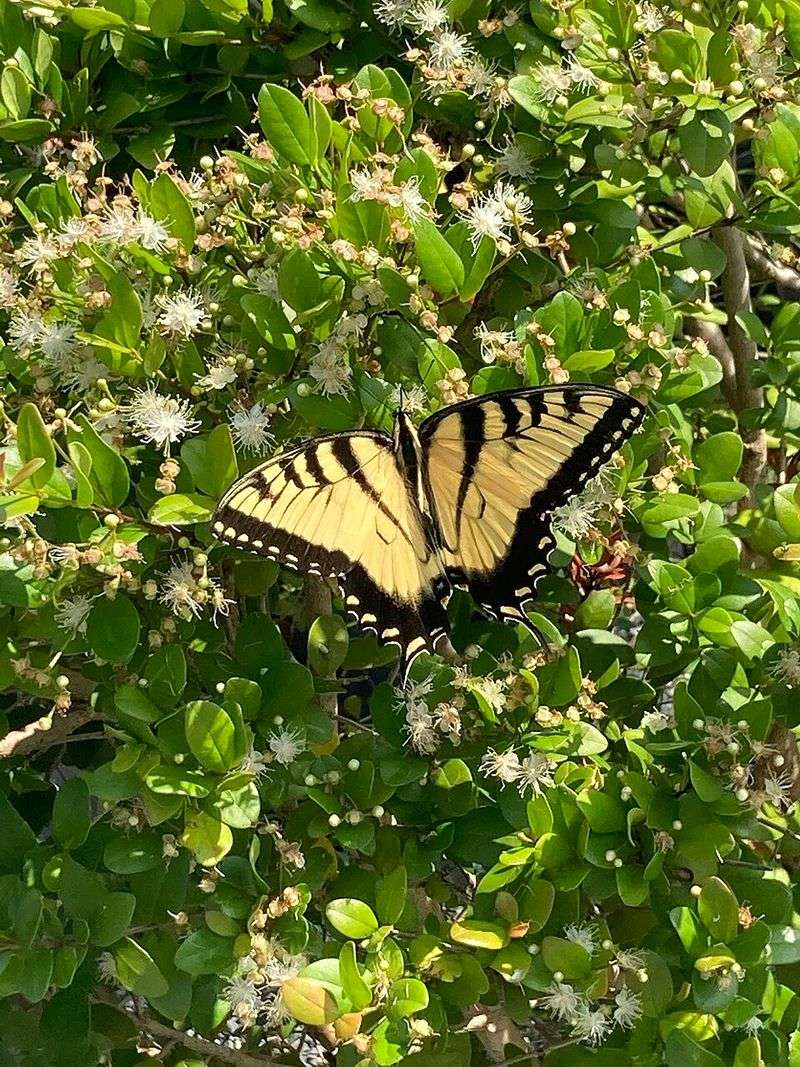 Simpson's Stopper (Native Shrub)