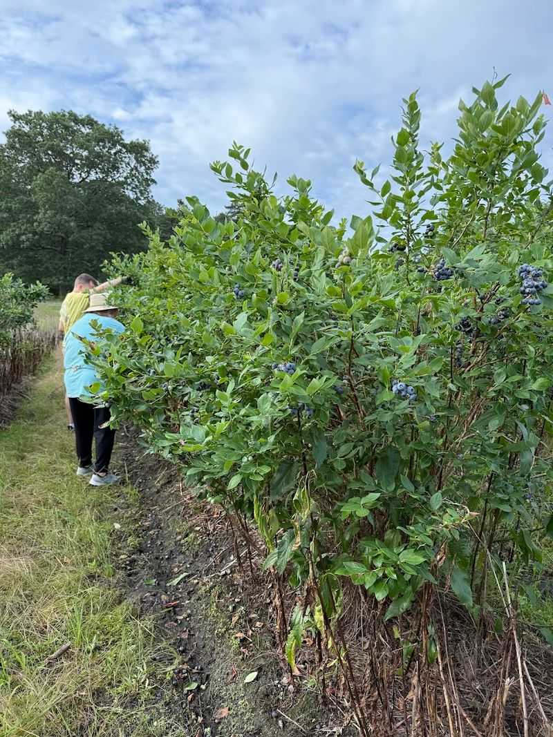 What the Bushes Actually Offer
