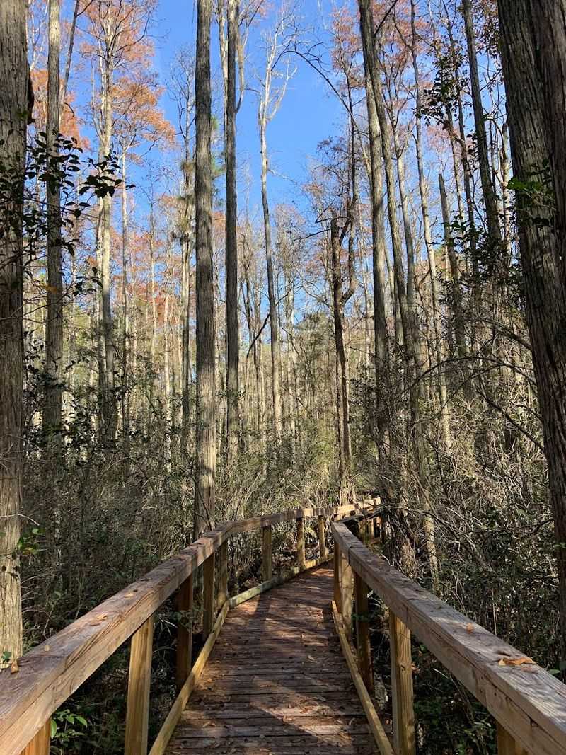 Cary State Forest Backcountry Trails (north of Jacksonville)