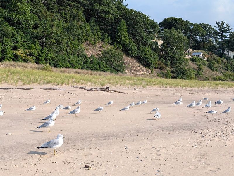 Birdwatching During Migration Season