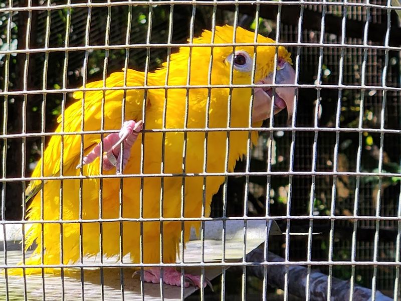 Mandrills, Parrots, Turtles, and More