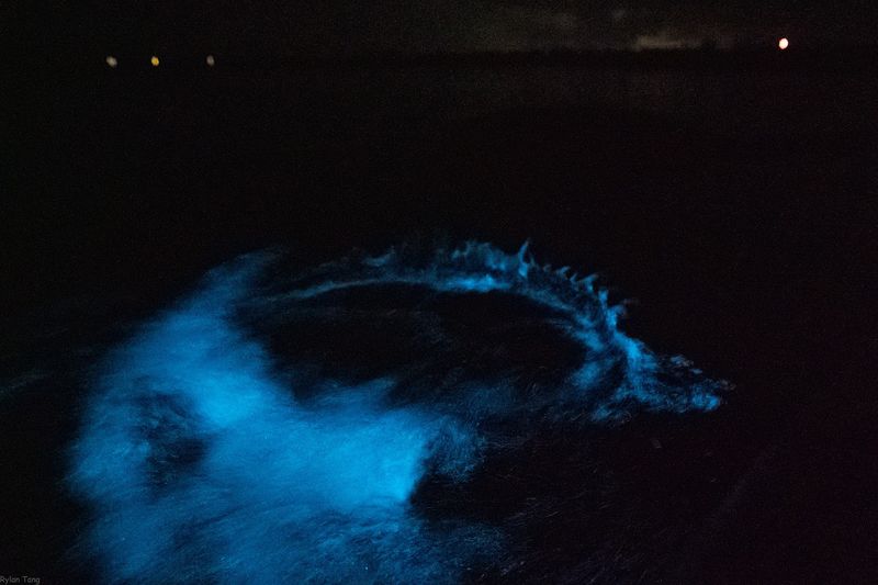 Mosquito Bay – Puerto Rico (Brightest Bioluminescent Water)