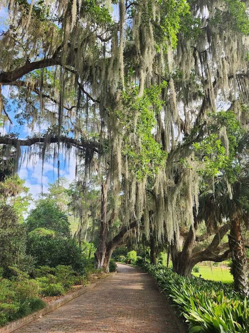 The Live Oaks and Spanish Moss Canopy