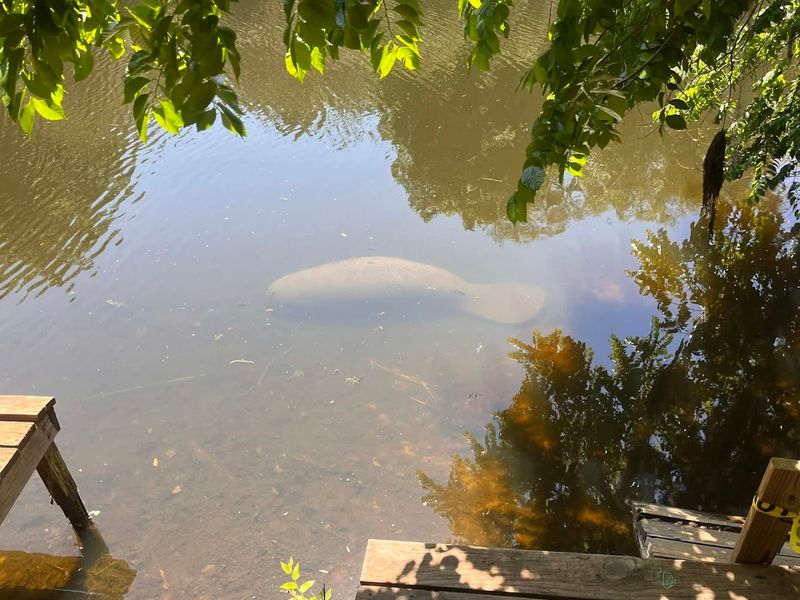 Best Time to Visit: Early Birds Get the Manatees