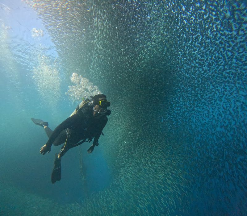 Watch the Sardine Run in Moalboal