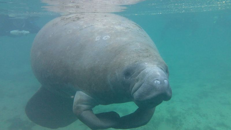 Wildlife Watching at Chassahowitzka National Wildlife Refuge