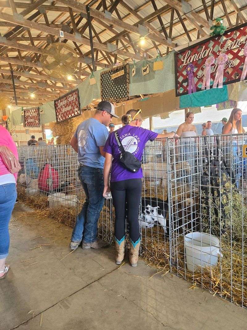 4-H Barns and Livestock Exhibits: The Agricultural Heart of the Fair