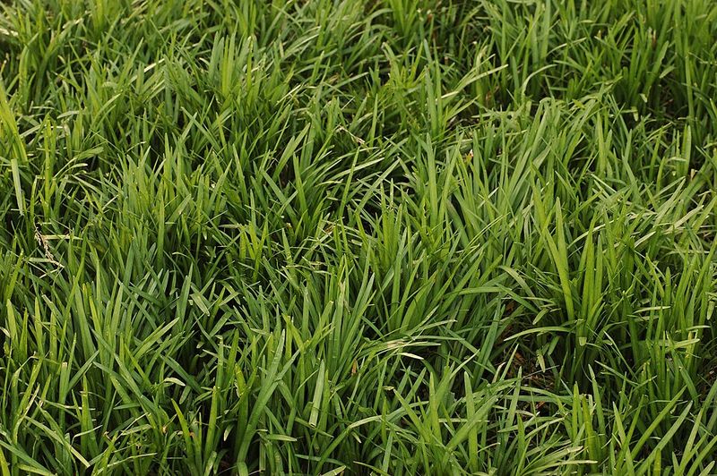 Liriope (Lilyturf)