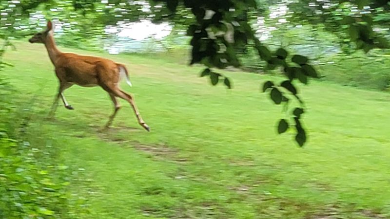 Wildlife That Shows Up Uninvited and Stays Welcome
