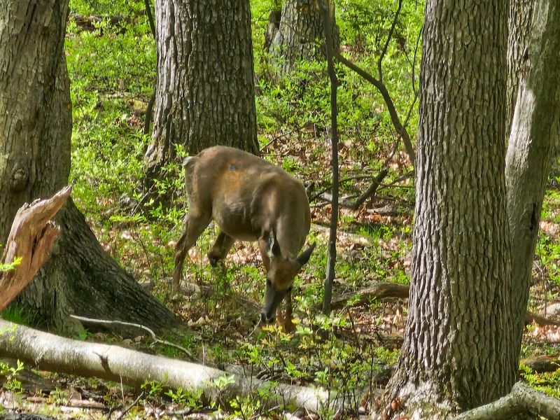 Wildlife and Nature Beyond Just Trees