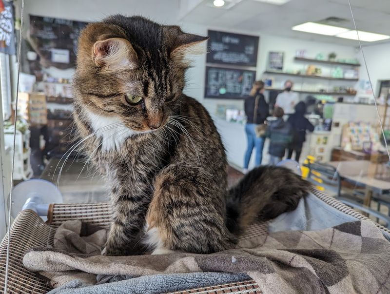 What the Cats Are Actually Like