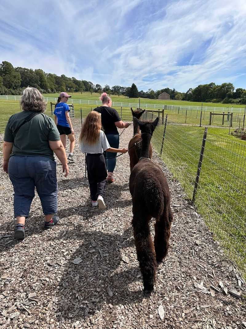 The Alpaca Walk That Everyone Talks About