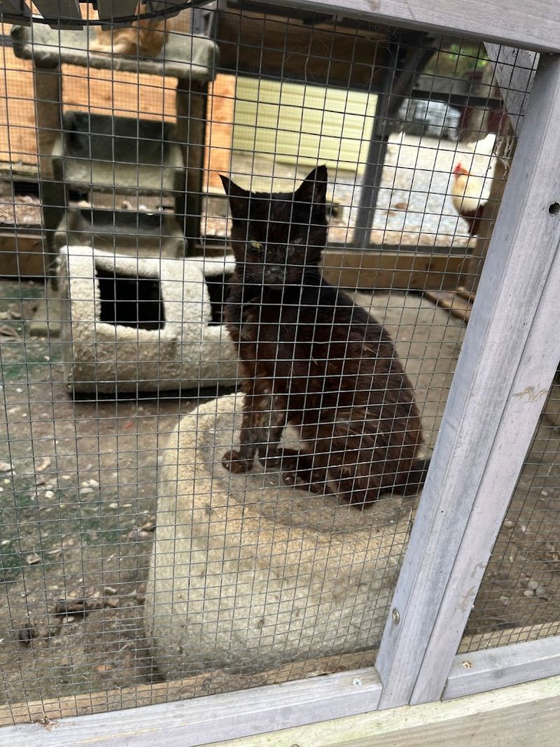 The Catio and Adoptable Cats