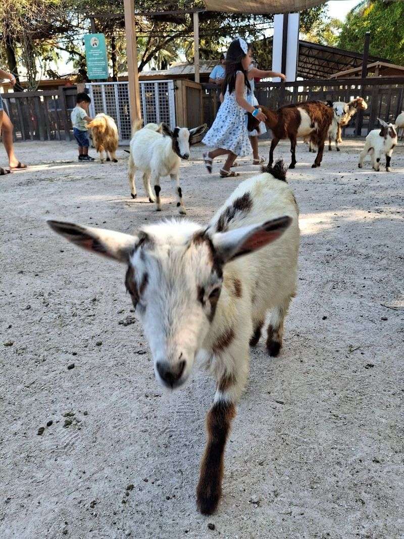 Goat Yoga: Quirky, Chaotic, and Completely Worth It