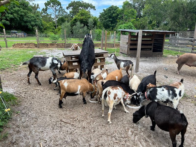 The Story Behind the Farm