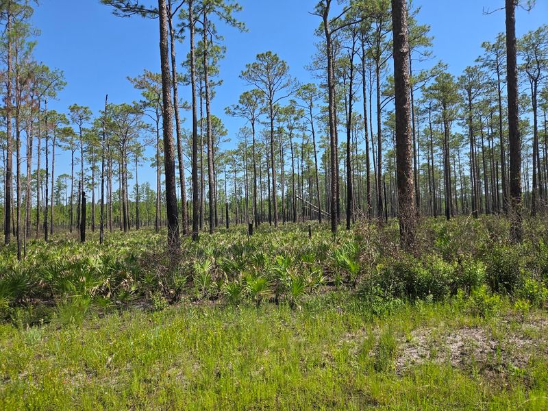 Tall Pines and Open Flatwoods: The Scenery That Surprises Everyone