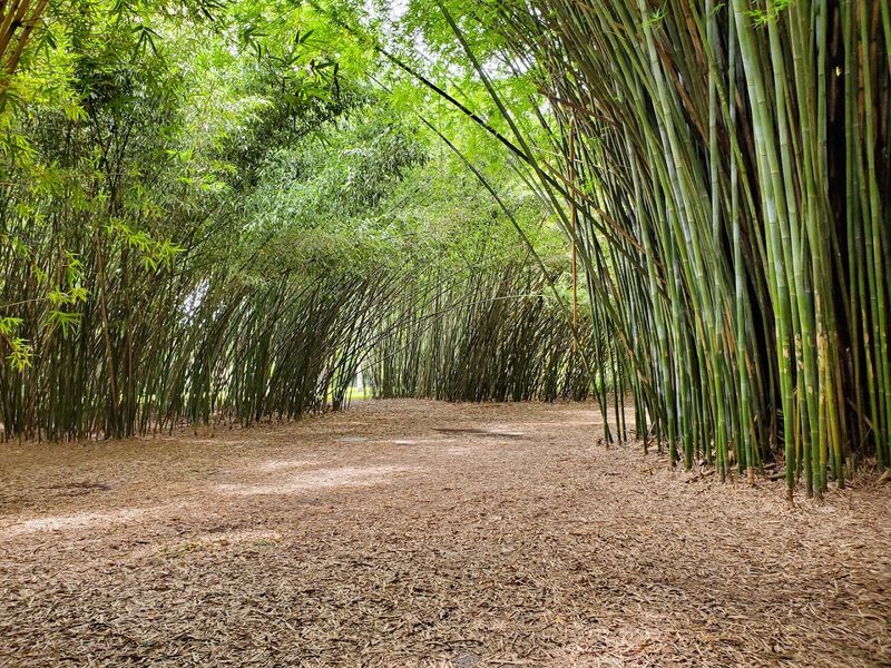 The Bamboo Forest: A Living Cathedral of Green