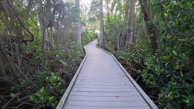 The Boardwalk Trail Through the Mangroves