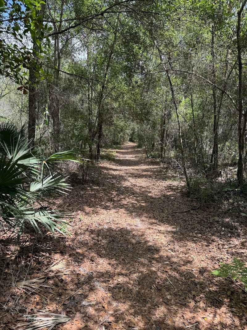 The Forest Setting That Makes This Place Feel Far Away