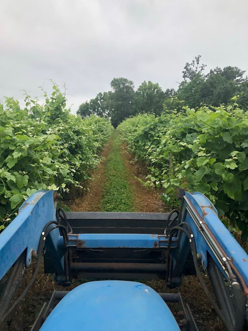 What a Vineyard Tour Actually Looks Like Here