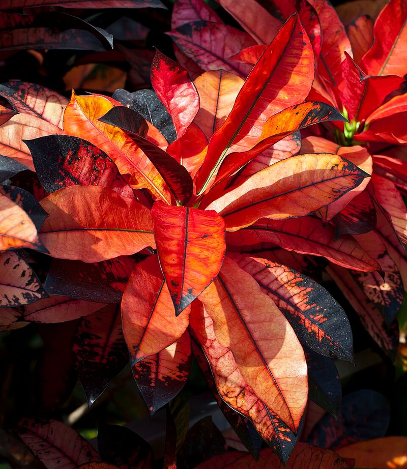 Croton (Codiaeum variegatum)