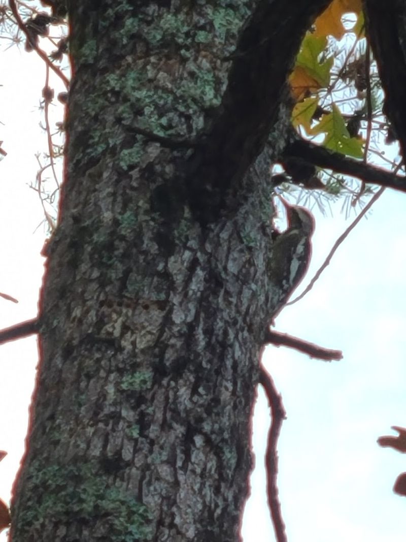 Wildlife That Shares the Forest