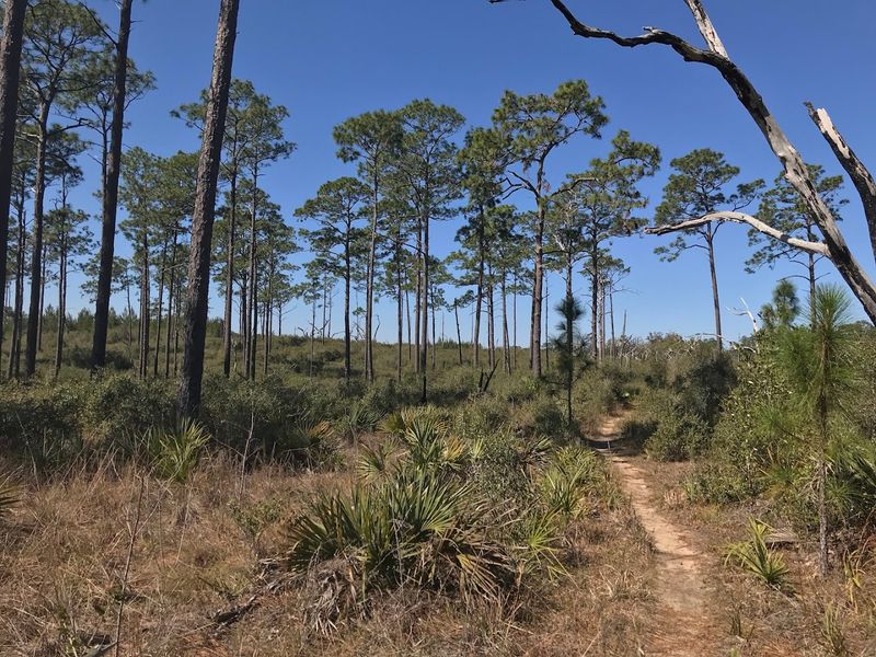 The Florida Scrub-Jay and Birdwatching Hotspots