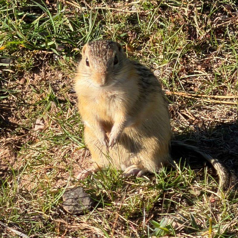 Wildlife You Might Actually See Here