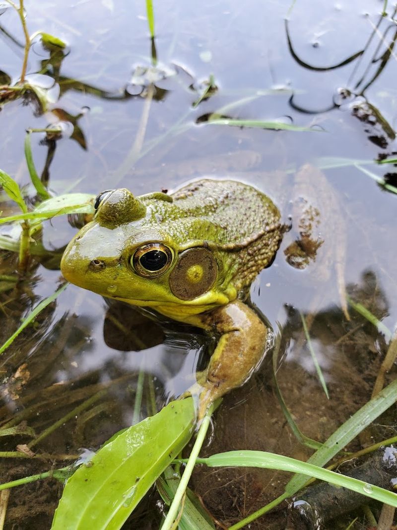 Wildlife You Might Encounter
