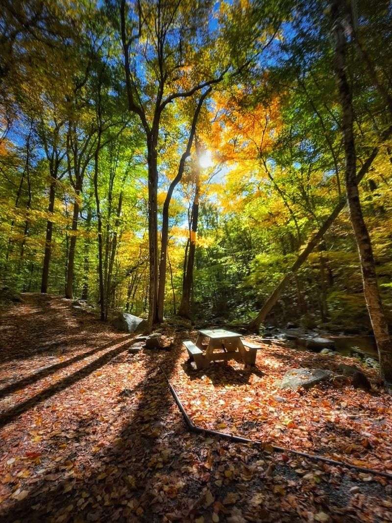 Picnic Areas and Rest Spots Throughout the Park