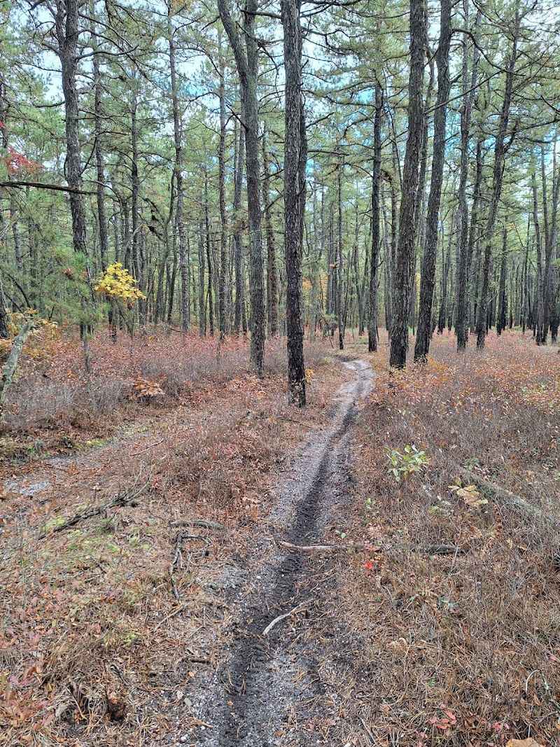 Trails Worth Lacing Up For