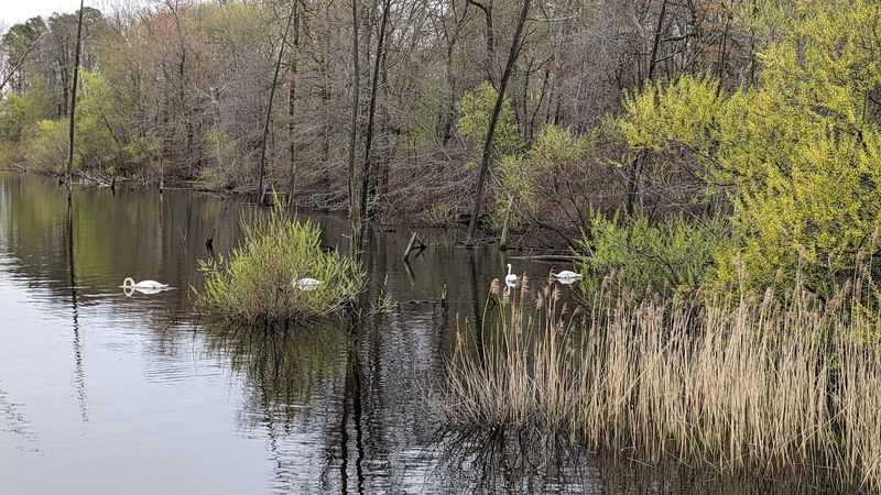 Wildlife That Shows Up Without Warning