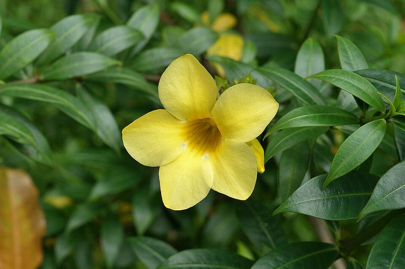 Allamanda vine