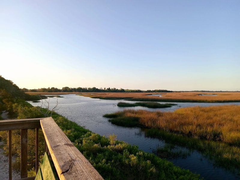 Wildlife Watching: What You Might Spot Out There