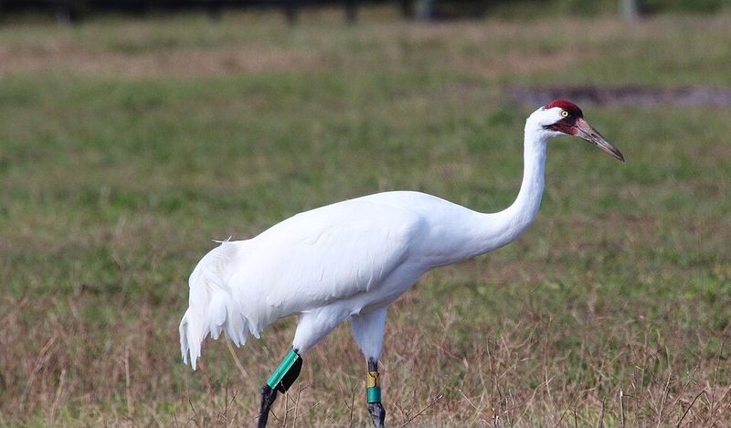 Whooping Crane (Grus americana)