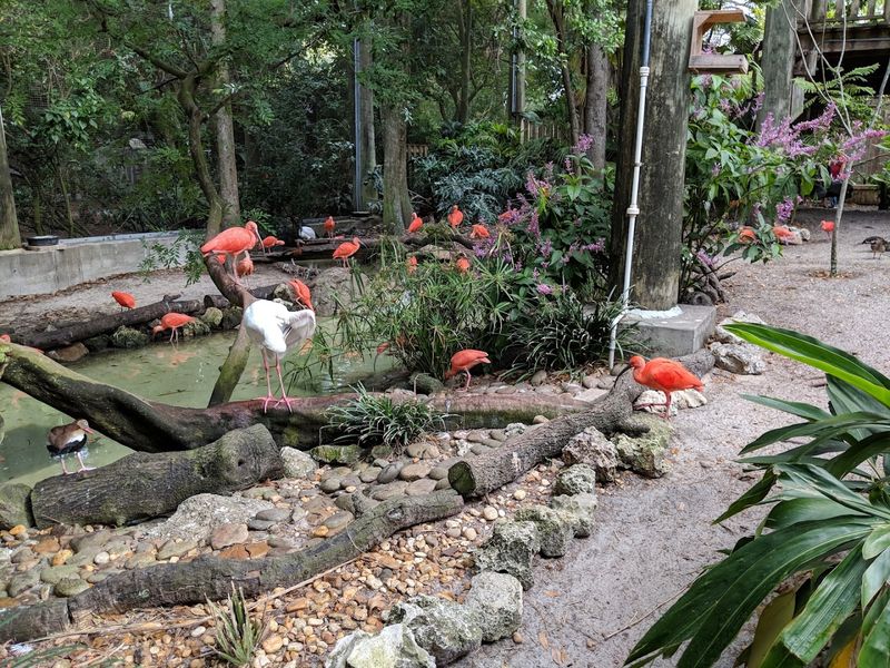 Lorikeet Feeding: Colorful Birds, Sticky Nectar, and Pure Joy