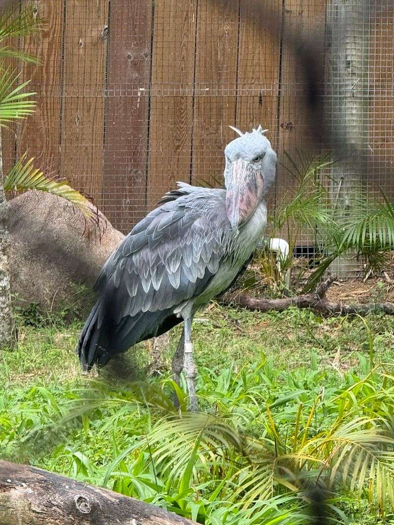 Aviary Experience: Where Birds Rule and Surprises Happen