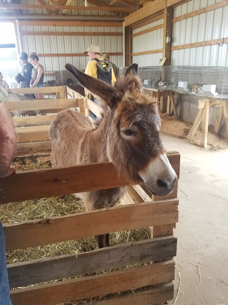 A Scavenger Hunt, a Petting Zoo, and Plenty for the Youngest Visitors